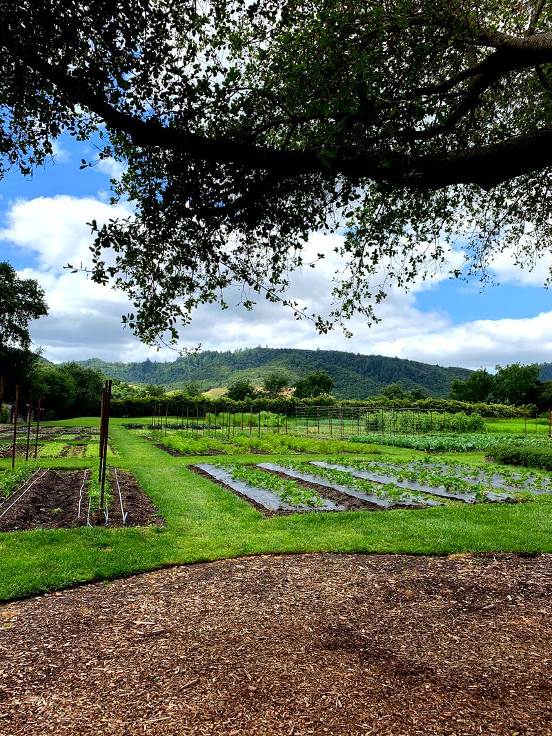 The French Laundry's garden, Yountville, California