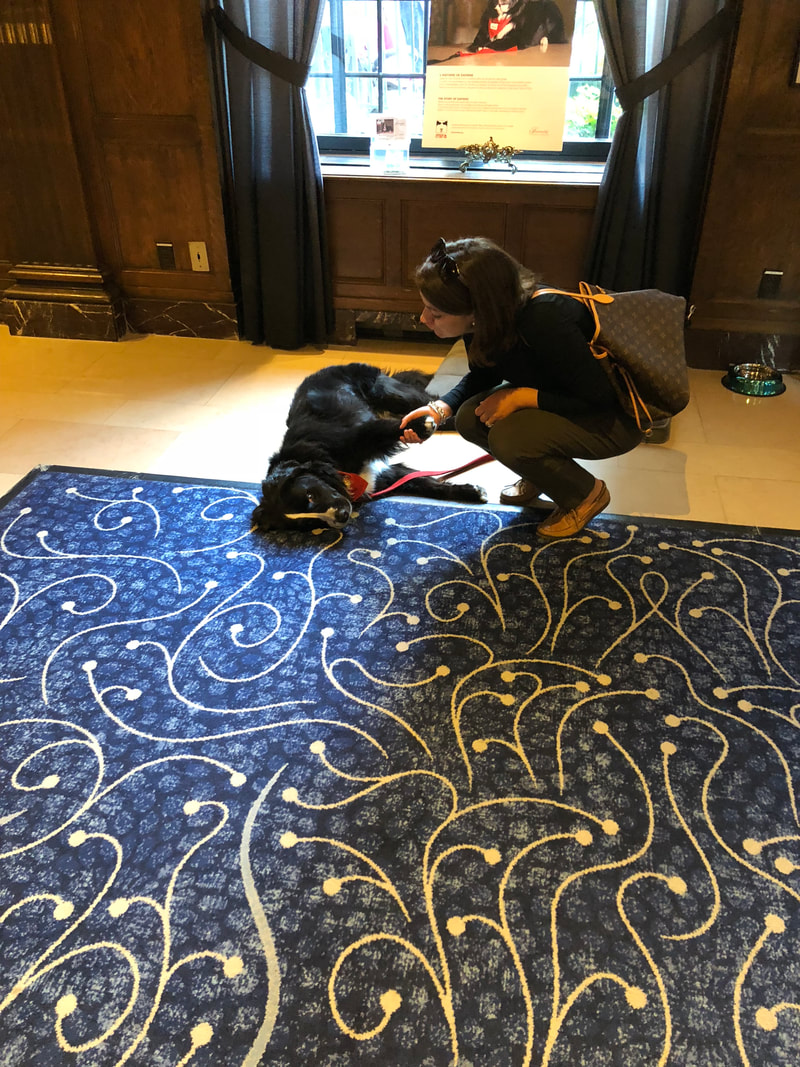 Daphne the welcome dog at the Chateau Frontenac, Quebec City