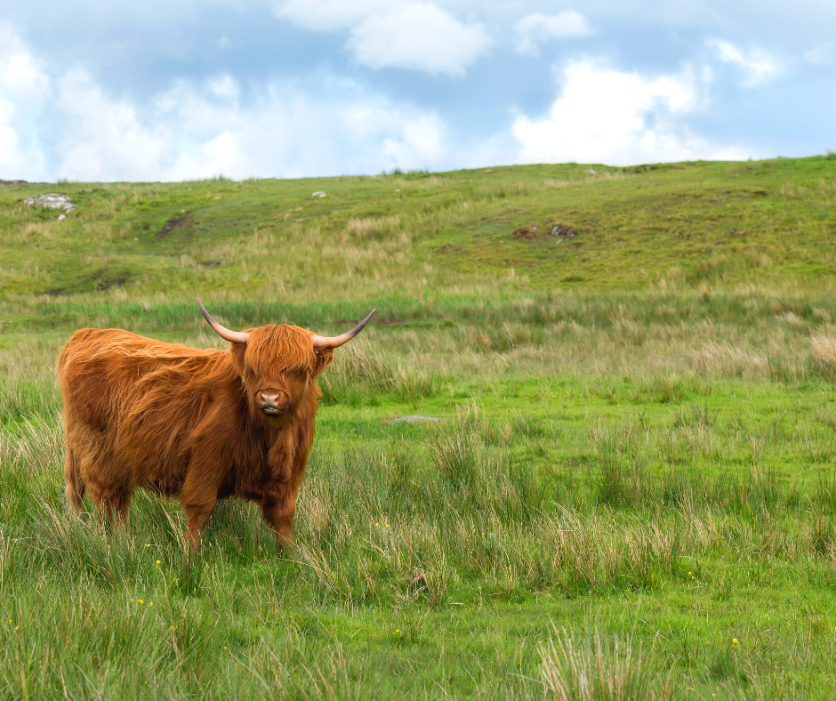 A Scottish coo! The Scottish Highlands